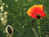 Foto: Nicole Baensch, Dipl. Ing. fr Landschaftsplanung