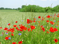 Foto: Nicole Baensch, Dipl. Ing. fr Landschaftsplanung