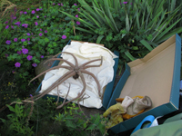 Foto: Nicole Baensch, Dipl. Ing. fr Landschaftsplanung