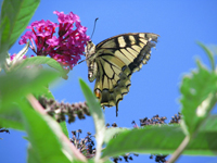 Foto: Nicole Baensch, Dipl. Ing. fr Landschaftsplanung