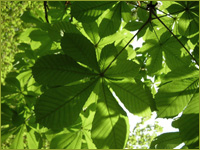 Foto: Nicole Baensch, Dipl. Ing. fr Landschaftsplanung